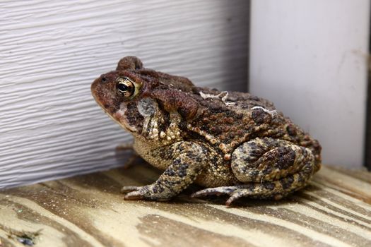Shot of a Toad on a deck in a corner near a house.