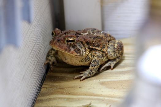 Shot of a Toad on a deck in a corner near a house.