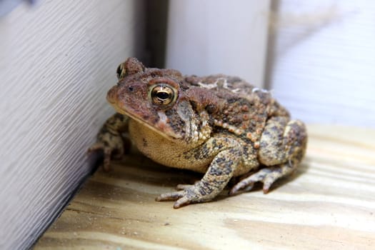 Shot of a Toad on a deck in a corner near a house.