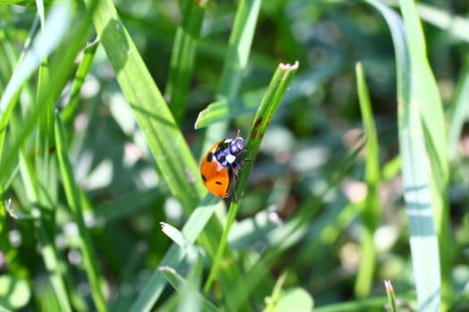Ladybug on grass searching for food.