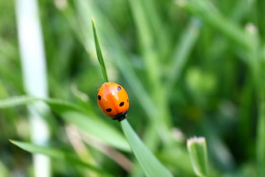 Ladybug on grass searching for food.