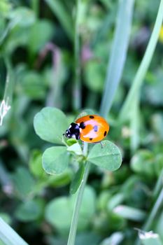 Ladybug on grass searching for food.