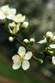 cherry flower blooming in spring