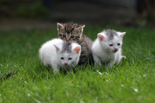 Three litle kittens staying close together on the lawn