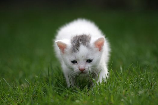 Small kitten exploring the big world