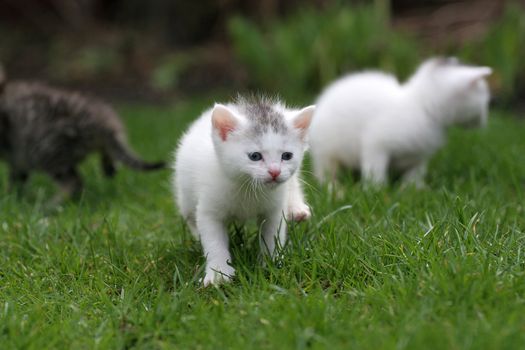 Small kitten out for the first time in the big world