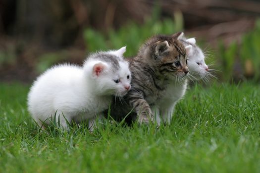 Three little kittens sitting outside in the grass (focus is on middle cat)