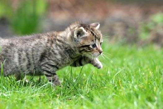 Little kitten walking through the tall grass