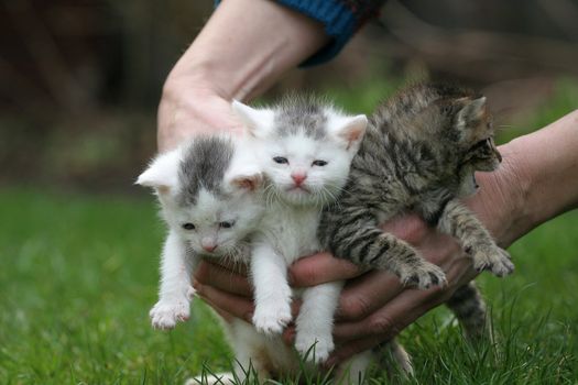 Three cats being put down on the lawn