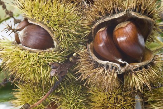 Chestnuts isolated on a white background.