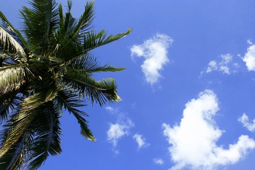 Coconut Tree in a nice blue sky with copy space