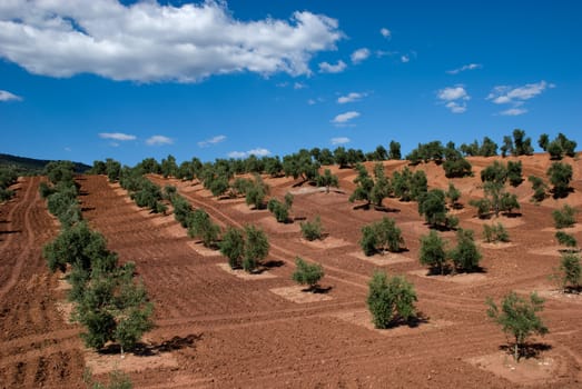 Rows of Olive Trees in Andalucia, Spain, against blue sky.
