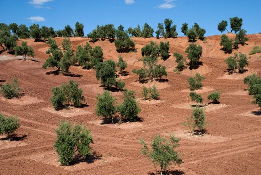 Rows of Olive Trees in Andalucia, Spain.