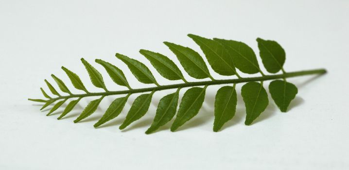 An isolated shot of Green Tender Curry Leaves