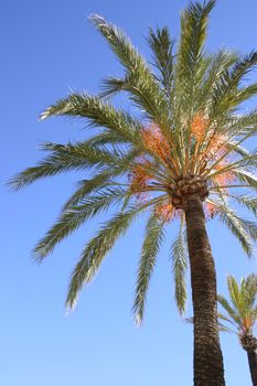 palm tree against a blue sky