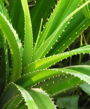 An isolated shot of a green aloe succulent plant