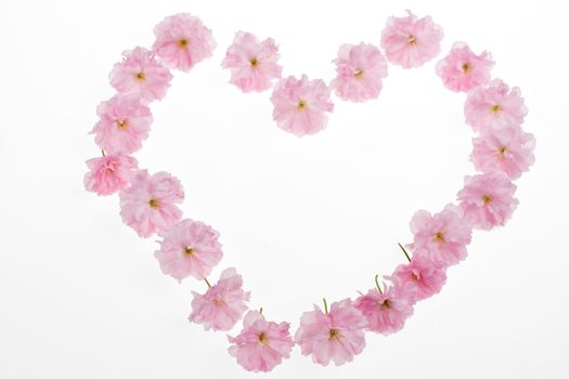 heart made of pink cherry tree blossoms on white background