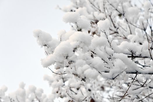Tree covered with Snow on a white background with copy space