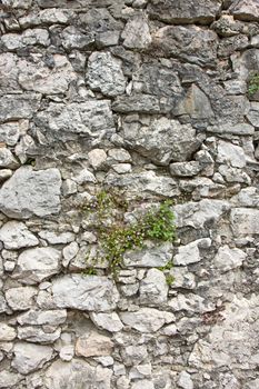 a plant on an old stone wall