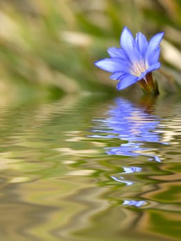 It is beautiful blue flower called Gentiana arisanensis Hayata.