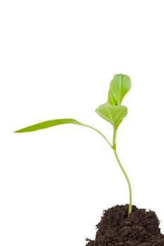 small seedling isolated on white