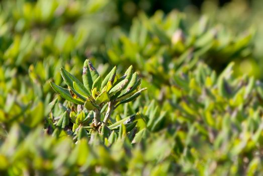 Here were green and beautiful leaves of azalea.