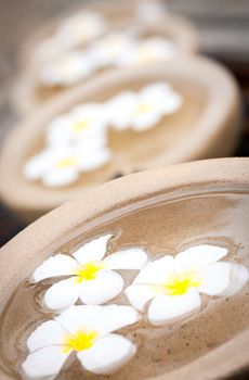 Beautiful and decorative tropical Frangipani flowers floating in water