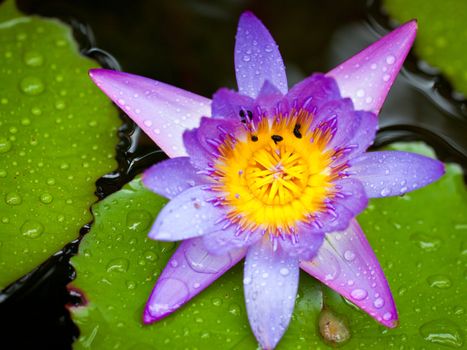 A closeup shot of a beautiful lotus flower or waterlily with lush green leaves in a pond