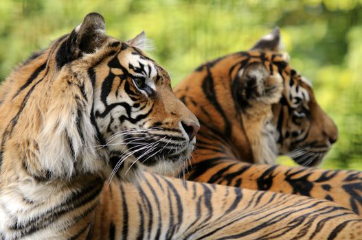 Closeup of Sumatran Tiger (Panthera tigris sumatrae)