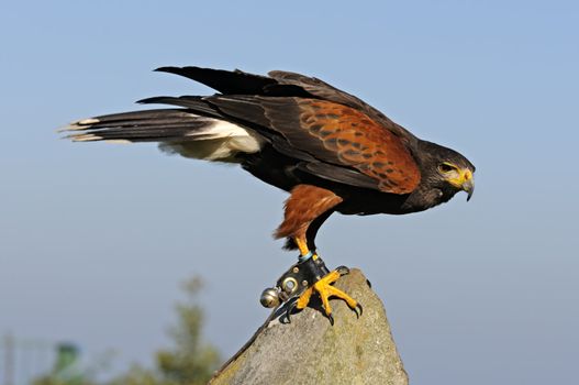 Close up of Harris Hawk (Parabuteo Unicintus)