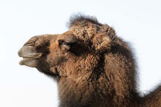 Close up of Bactrian Camel (camelus bactrianus)