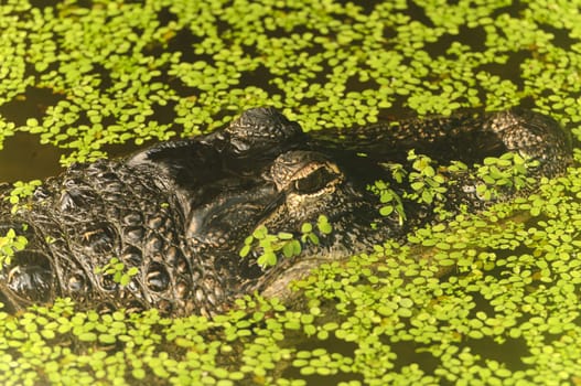 Close up of an Alligator (alligator mississippiensis)