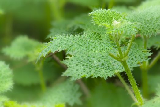 It is a beautiful plant with thorns called Stinging Nettle.