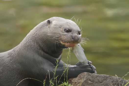 Close up of a Giant Otter (Pteronura brasiliensis)