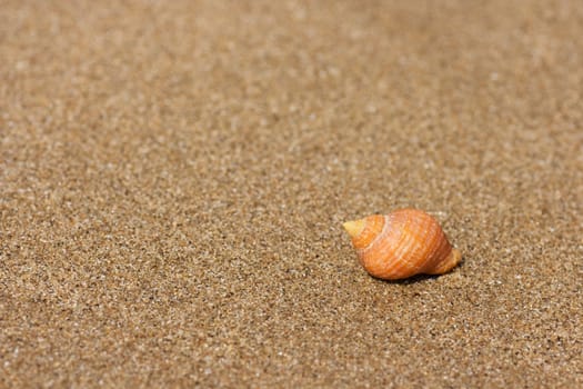 A seashell on beach sand