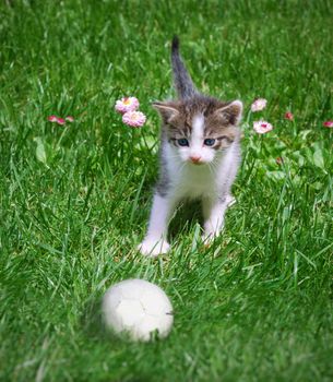 A kitten playing with a ball in the grass.