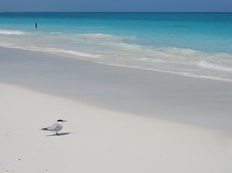 Carriebean beach, whit gull