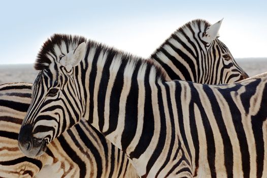 closeup of a beautiful zebra