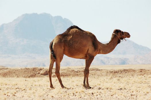 Camel, the ship of the desert. Namibia, Namib desert.