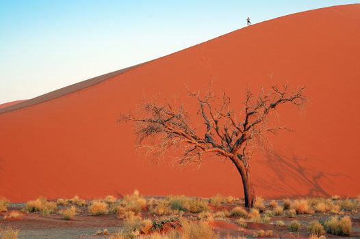 Woman silouette on top of the red desert dune whit dead tree