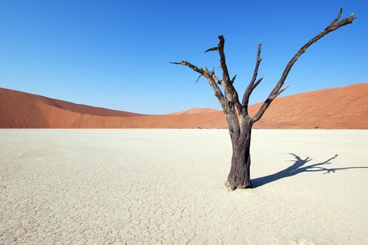 Dry terrain, dead tree and red dune - Lack of water. Namibia, Deadvlei, Sossuvlei.