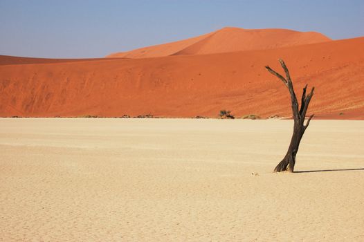 Dry terrain, dead tree and red dune - Lack of water. Namibia, Deadvlei, Sossuvlei.