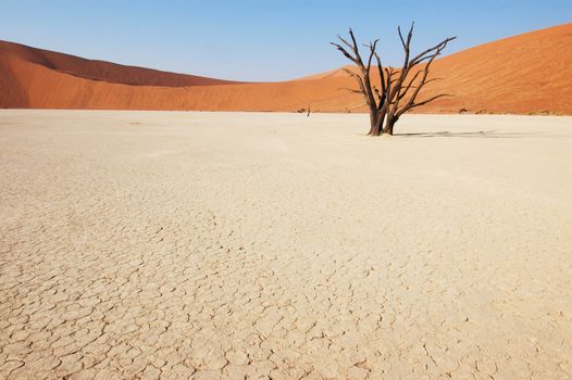 Dry terrain, dead tree and red dune - Lack of water. Namibia, Deadvlei, Sossuvlei.