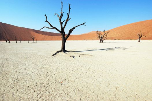 Dry terrain, dead tree and red dune - Lack of water. Namibia, Deadvlei, Sossuvlei.