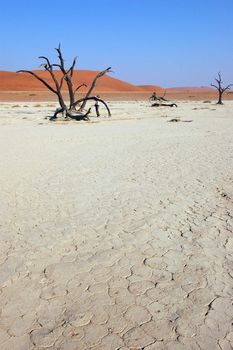 Dry terrain and dune - Lack of water. Namibia, , Deadvlei, Sossuvlei.