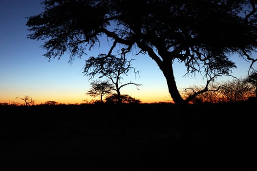 Beautiful african sunset , with acacia tree silhouette.