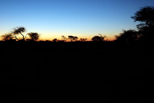 Beautiful african sunset, with acacia tree silhouette.