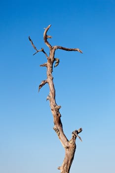 Trunk of old dead tree against a bright blue sky