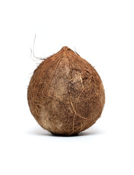 Coconut standing vertical on white background
