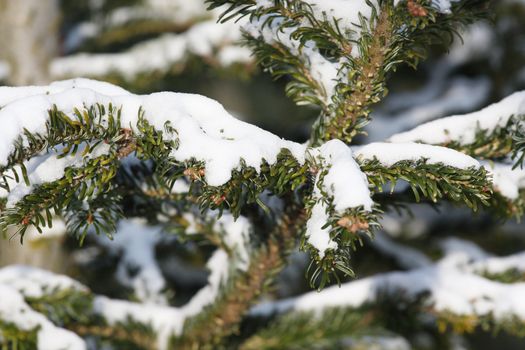 fresh snow on tree branches 